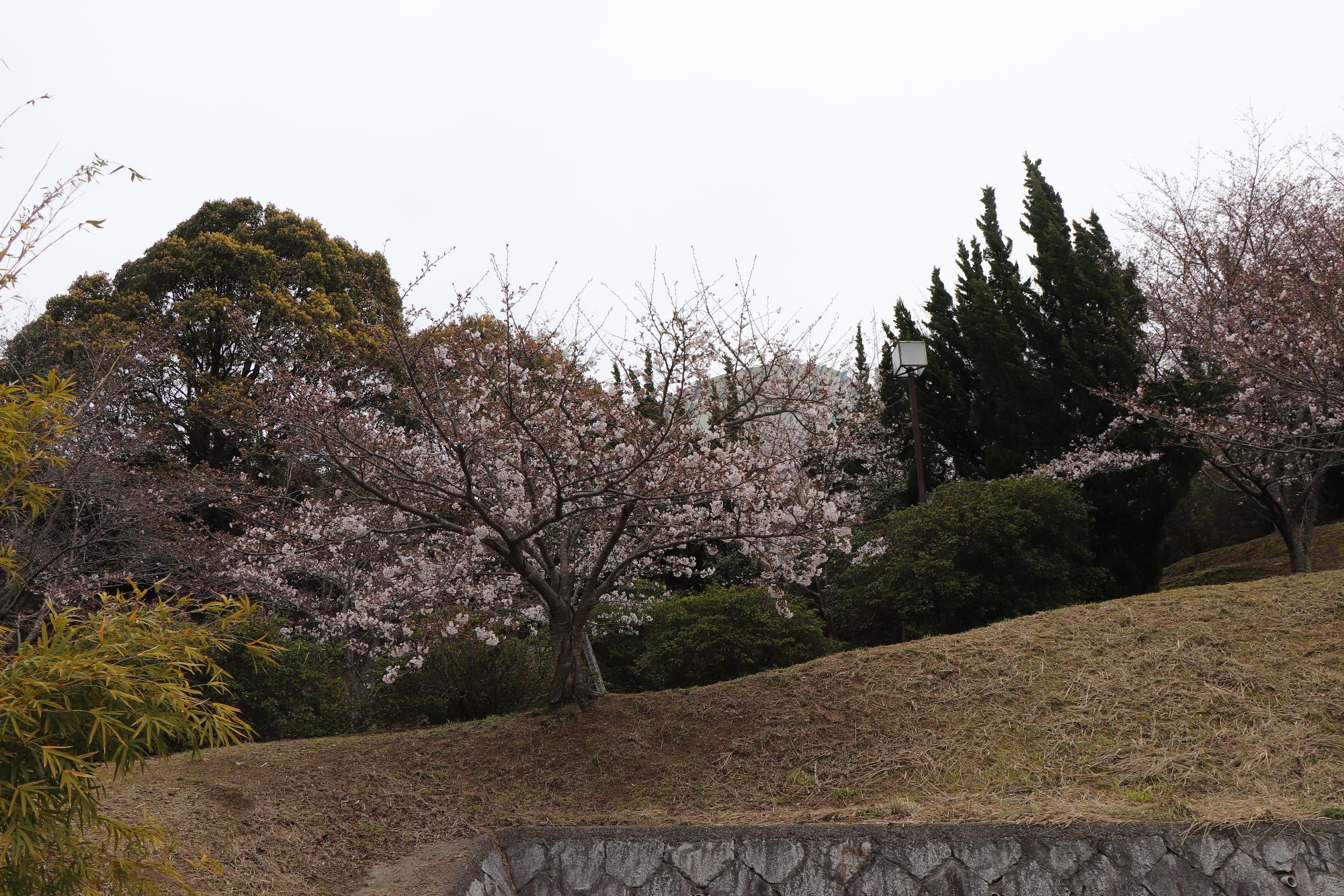 前山公園の丘に咲く桜の写真