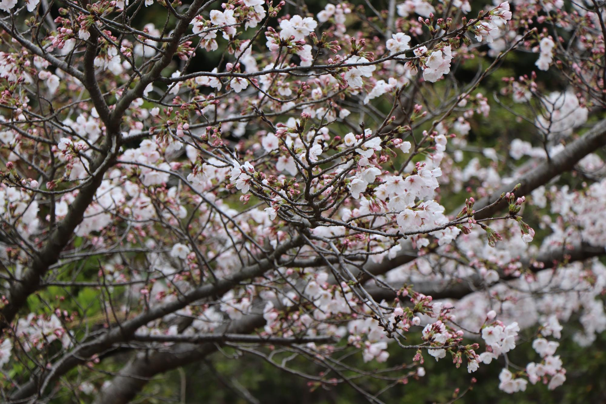 前山公園に咲く桜の花のズーム写真