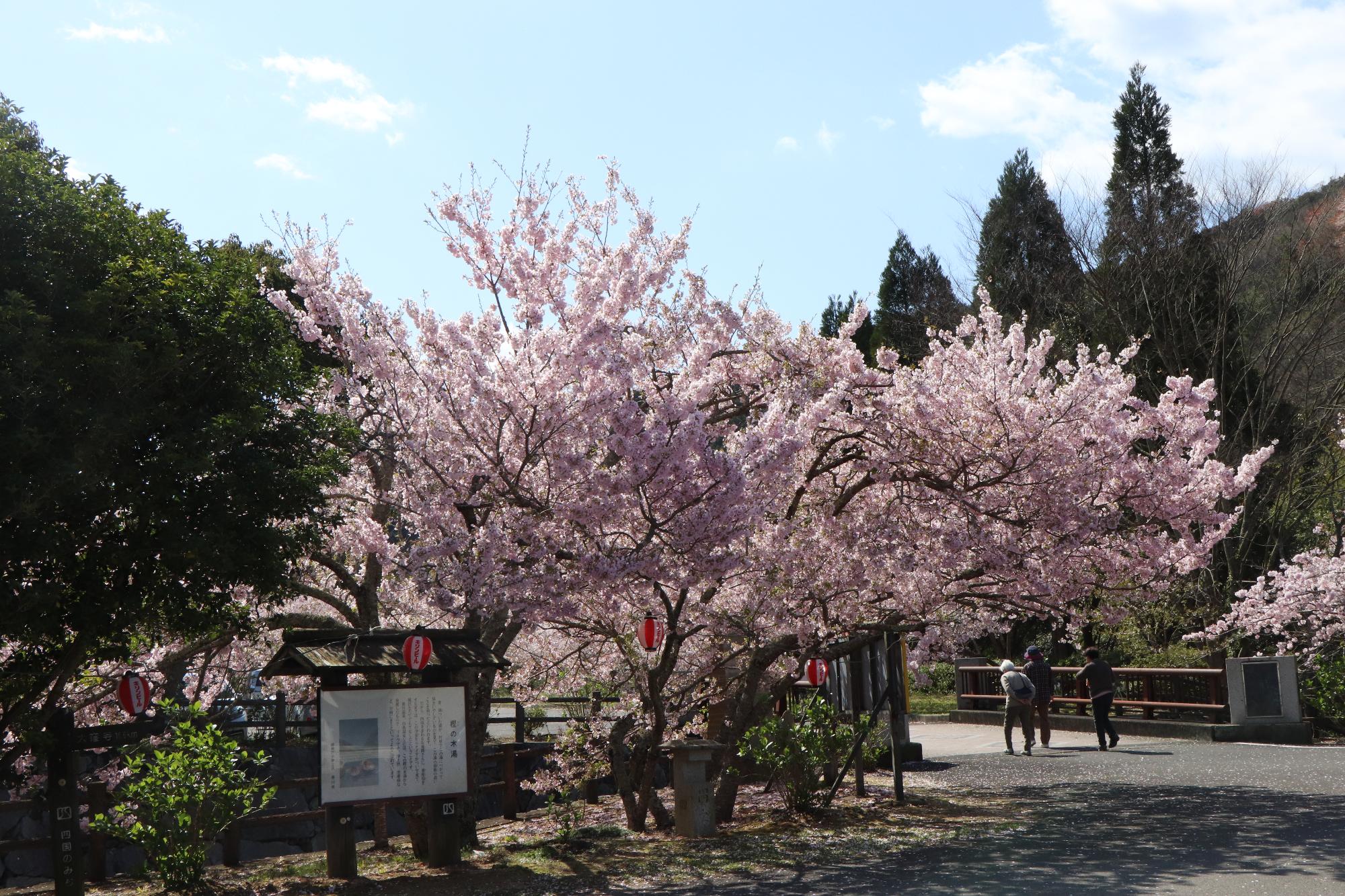 青空の下に緑の木々と満開咲く桜の写真