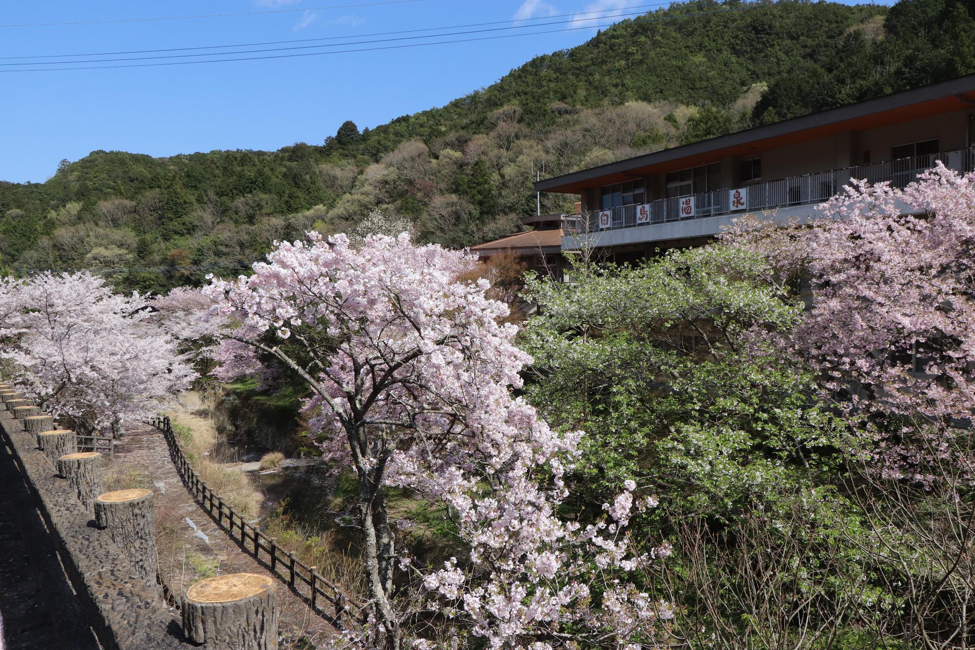 晴天の下に白鳥温泉を囲む緑の山々と満開の桜の写真