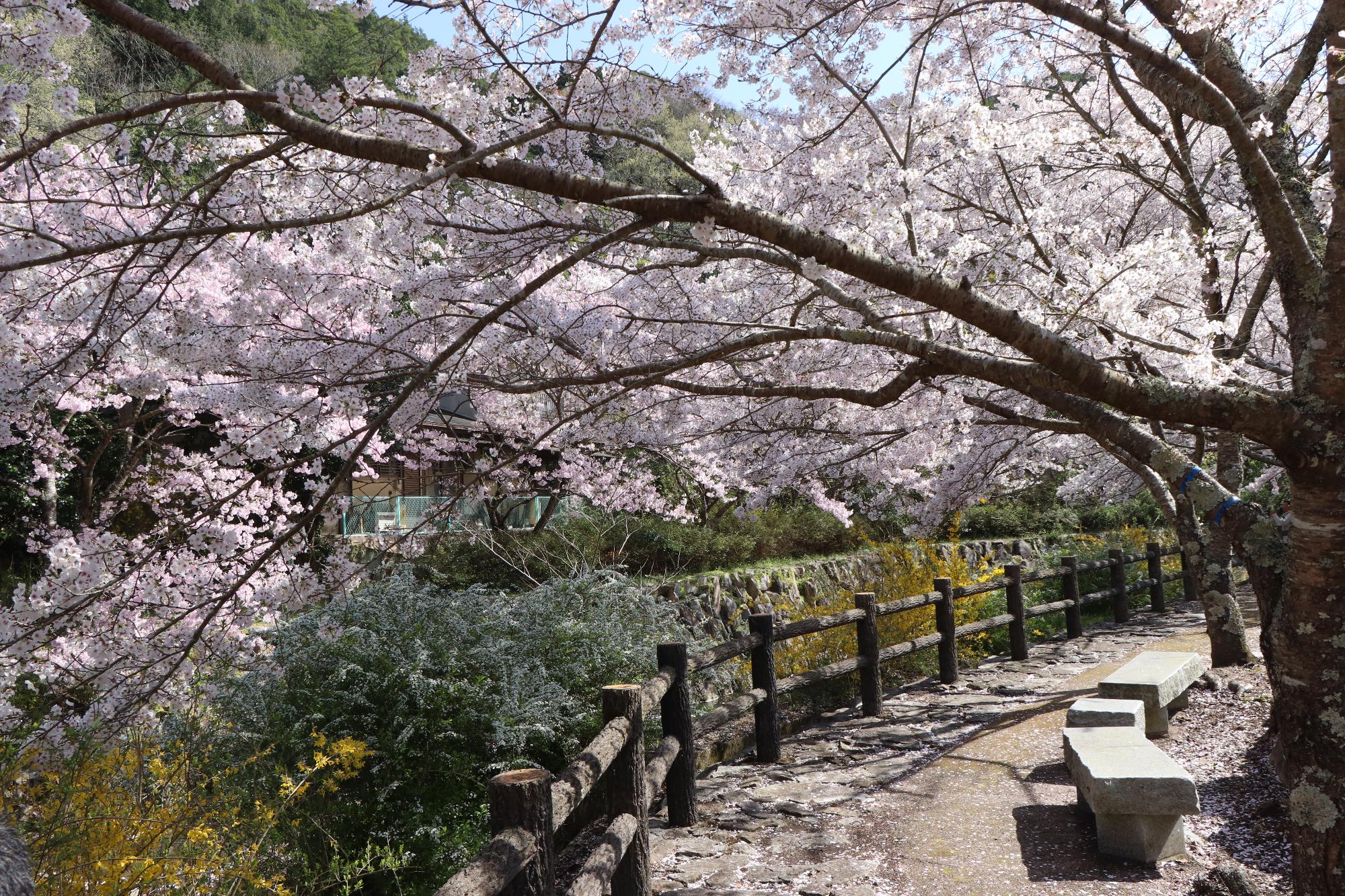 白鳥温泉の遊歩道にベンチとピンク色のきれいな桜が咲いている様子の写真