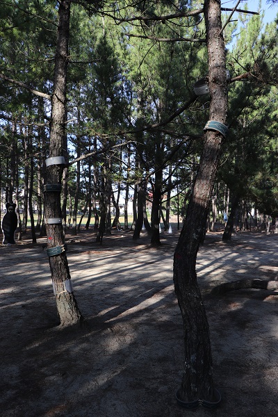 松林の木を利用したアートの写真