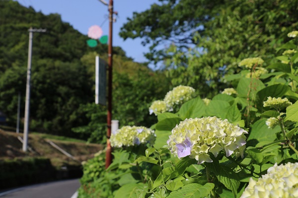 道路沿いに咲き始めているあじさいの写真