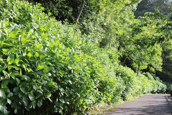 まだ花は咲いていない状態のあじさいが遊歩道に沿って生い茂っている写真