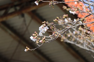 1分咲きくらいの桜の写真