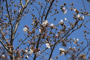 ちらほら花をつけている桜の写真