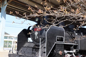 蒸気機関車のそばにあるつぼみ状態の桜の写真