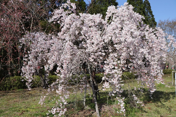 薄ピンク色の花が咲く満開のしだれ桜の写真