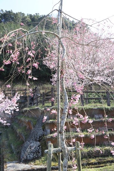 5分咲きのしだれ桜の写真