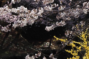 きれいな白い花を咲かせている桜の写真