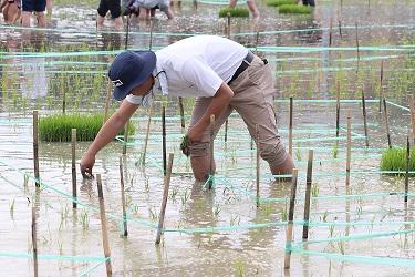 市長が田植えをしている写真