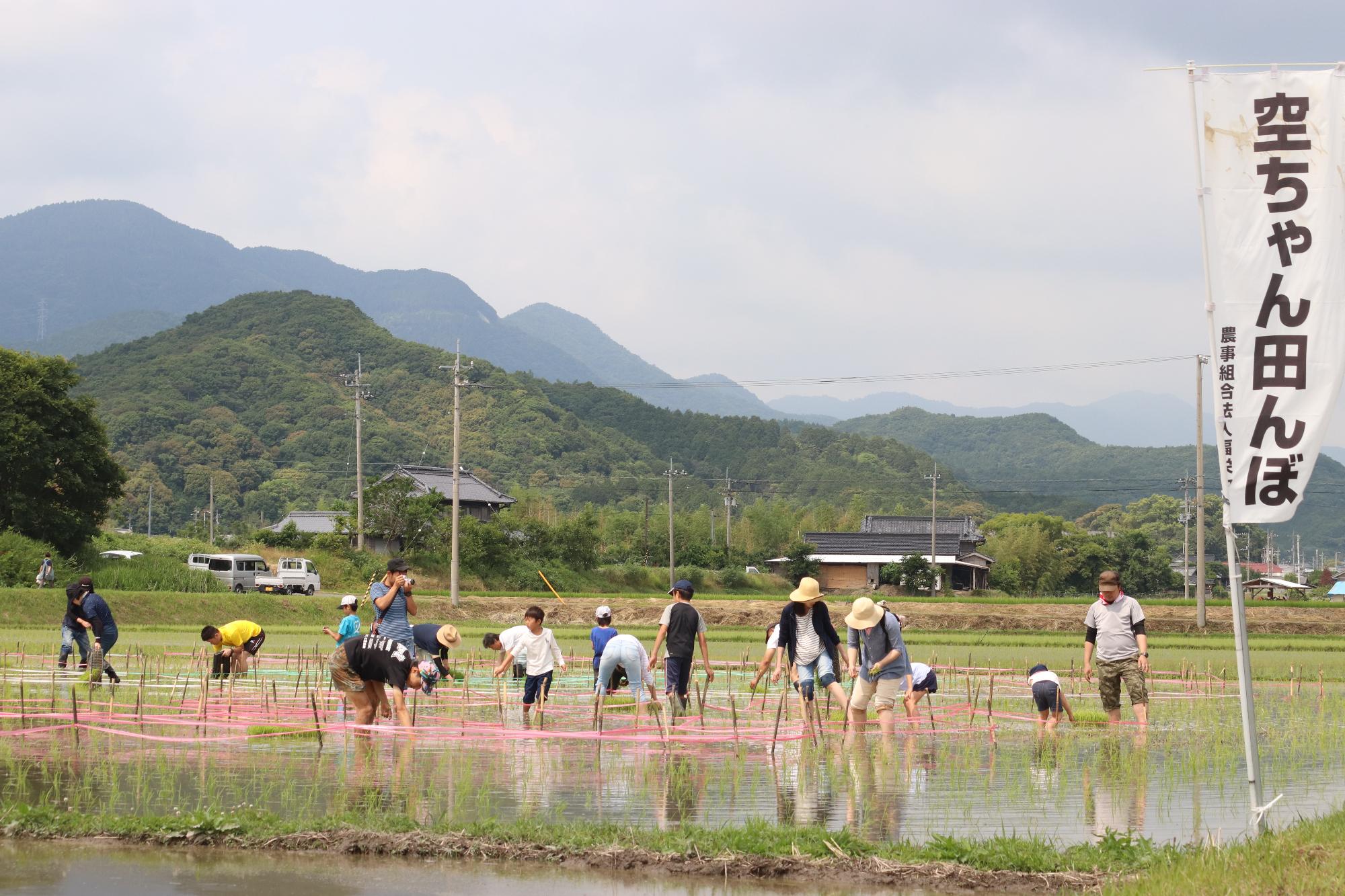 田んぼアートのデザインに沿って手植えする人たちの写真