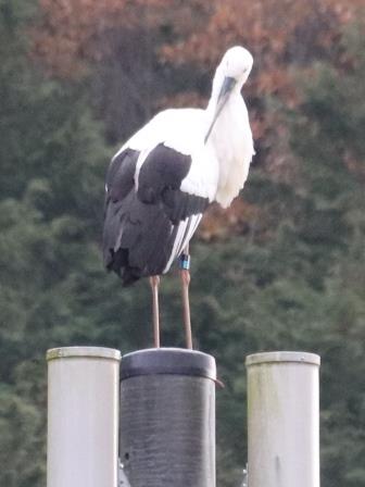 電柱の先で毛づくろいしているコウノトリの写真