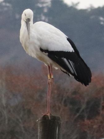 電柱の先にとまっているコウノトリの写真