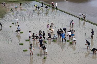 沢山の参加者が田植えをしている写真