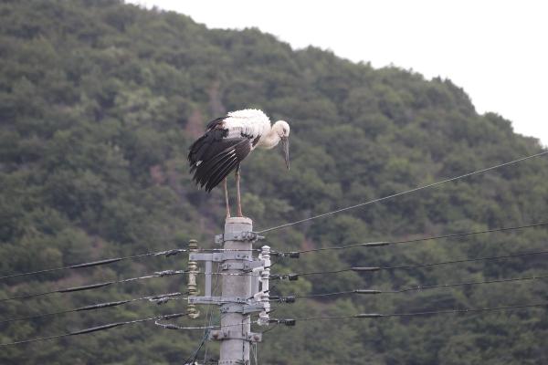 電柱で休むコウノトリ2