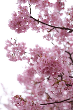 びっしりと花を咲かせている桜の写真