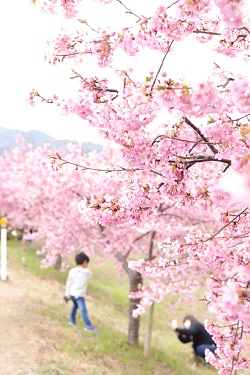 満開の湊川の河津桜の写真