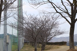 とらまる公園南側の桜の木々の写真