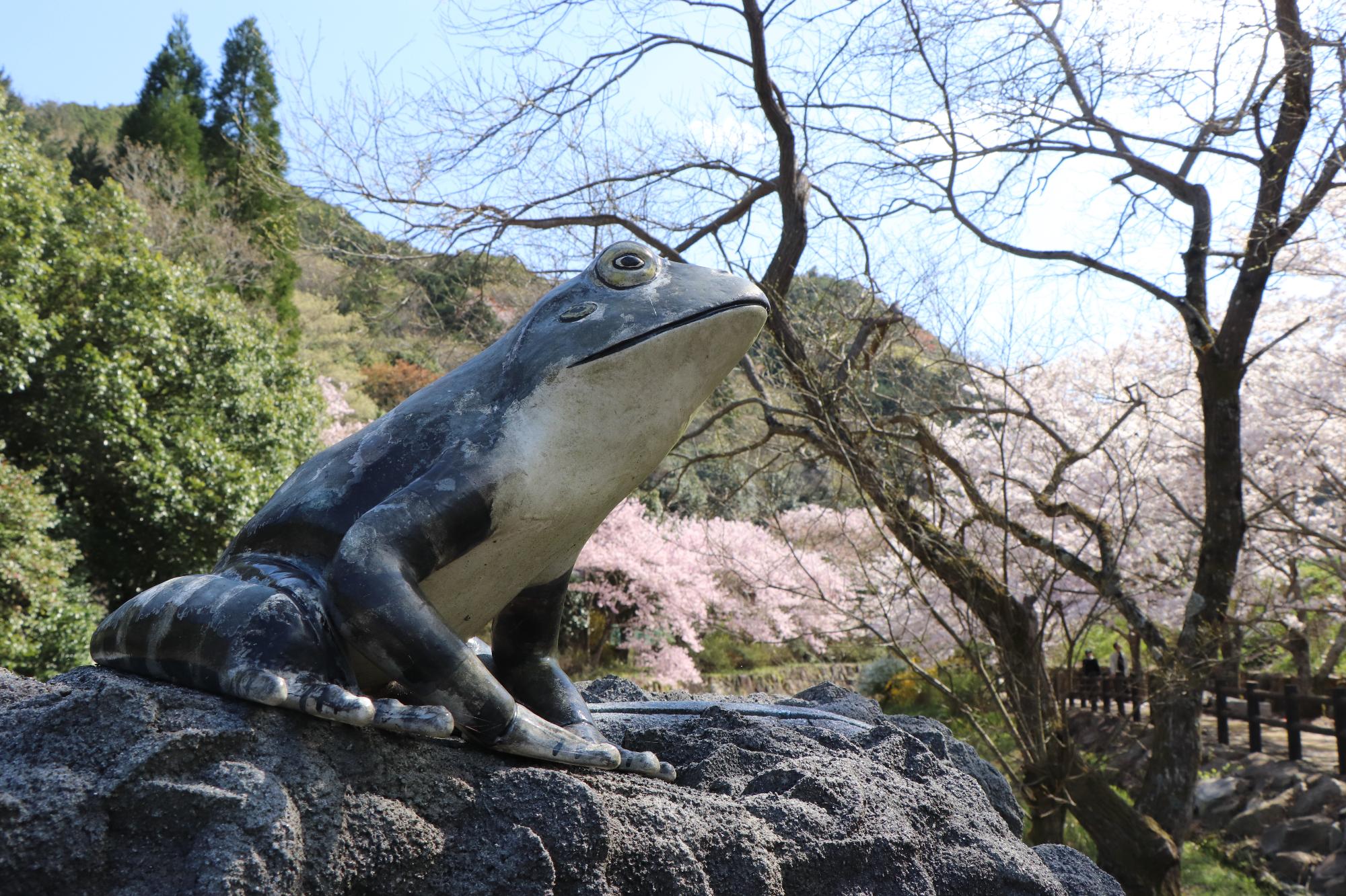 きれいに咲く桜をバックに石の上に座るカエルの石像の写真