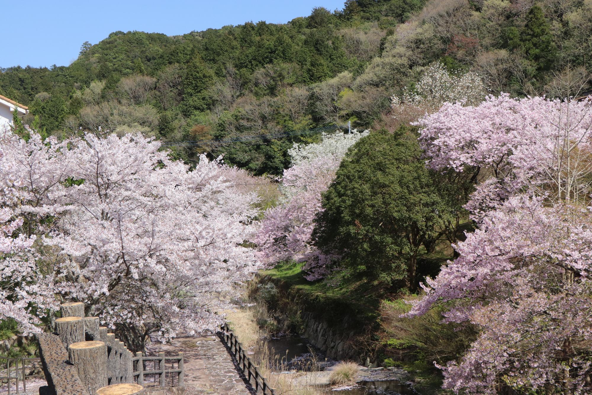 緑の山と木々の中に濃淡のピンク色のきれいな桜が満開に咲いている写真