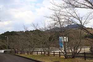 大内ダム公園のダム沿い並ぶ桜の木々の写真