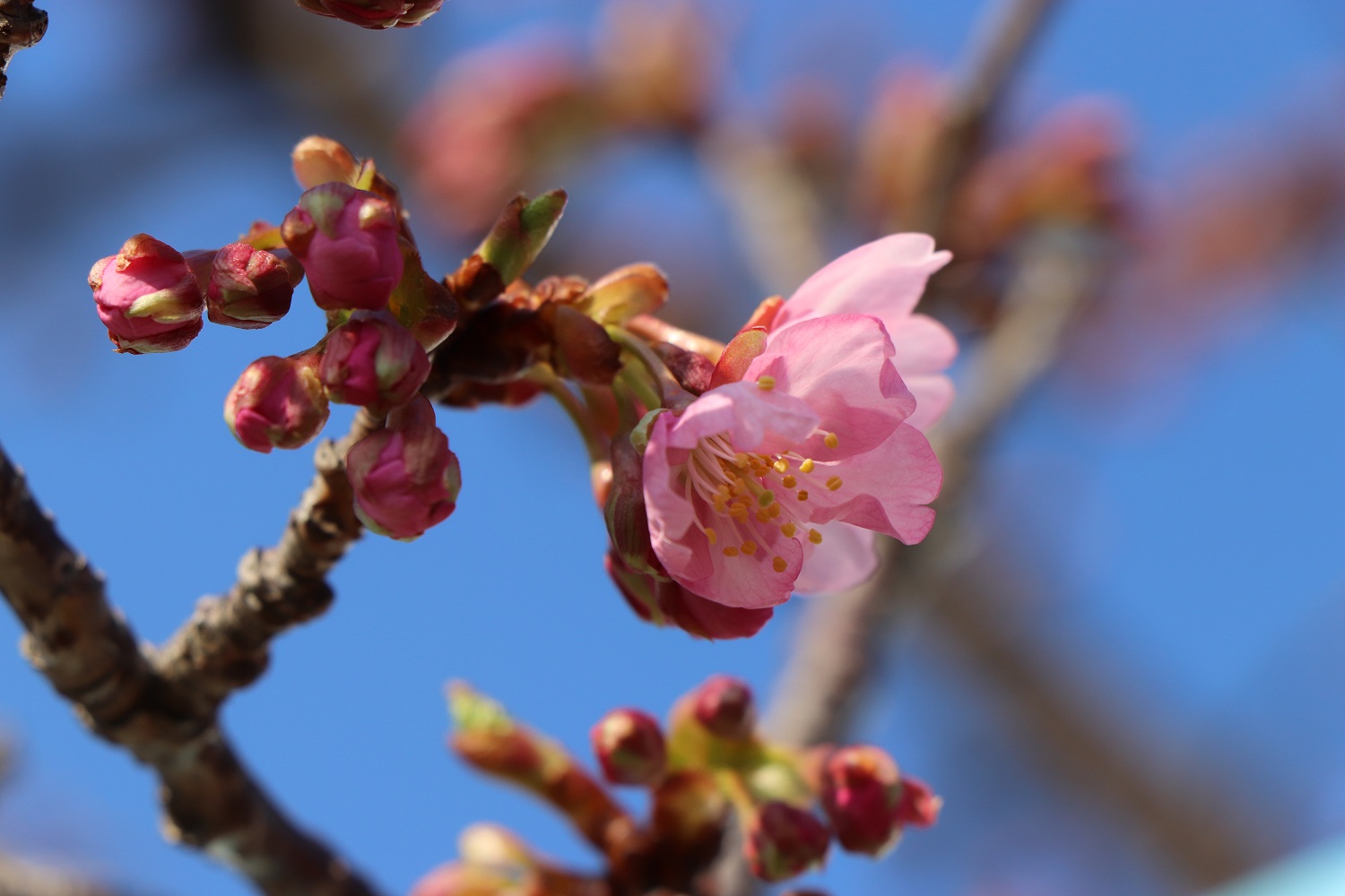 河津桜つぼみ