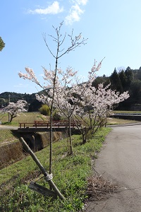 道路沿いに移植され育ってきたきれいに咲く桜の木の写真