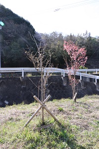 まだ背の小さい植樹された桜の木の写真