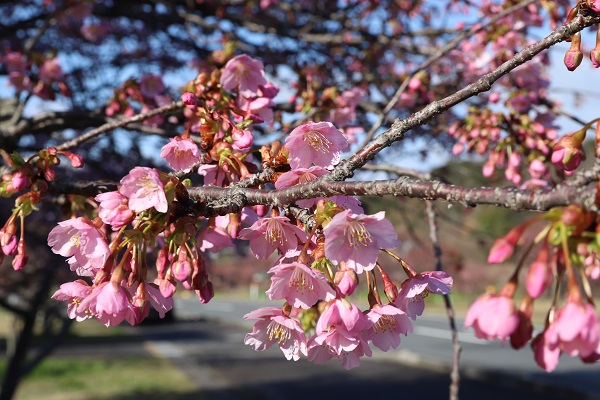 きれいに咲き出した河津桜