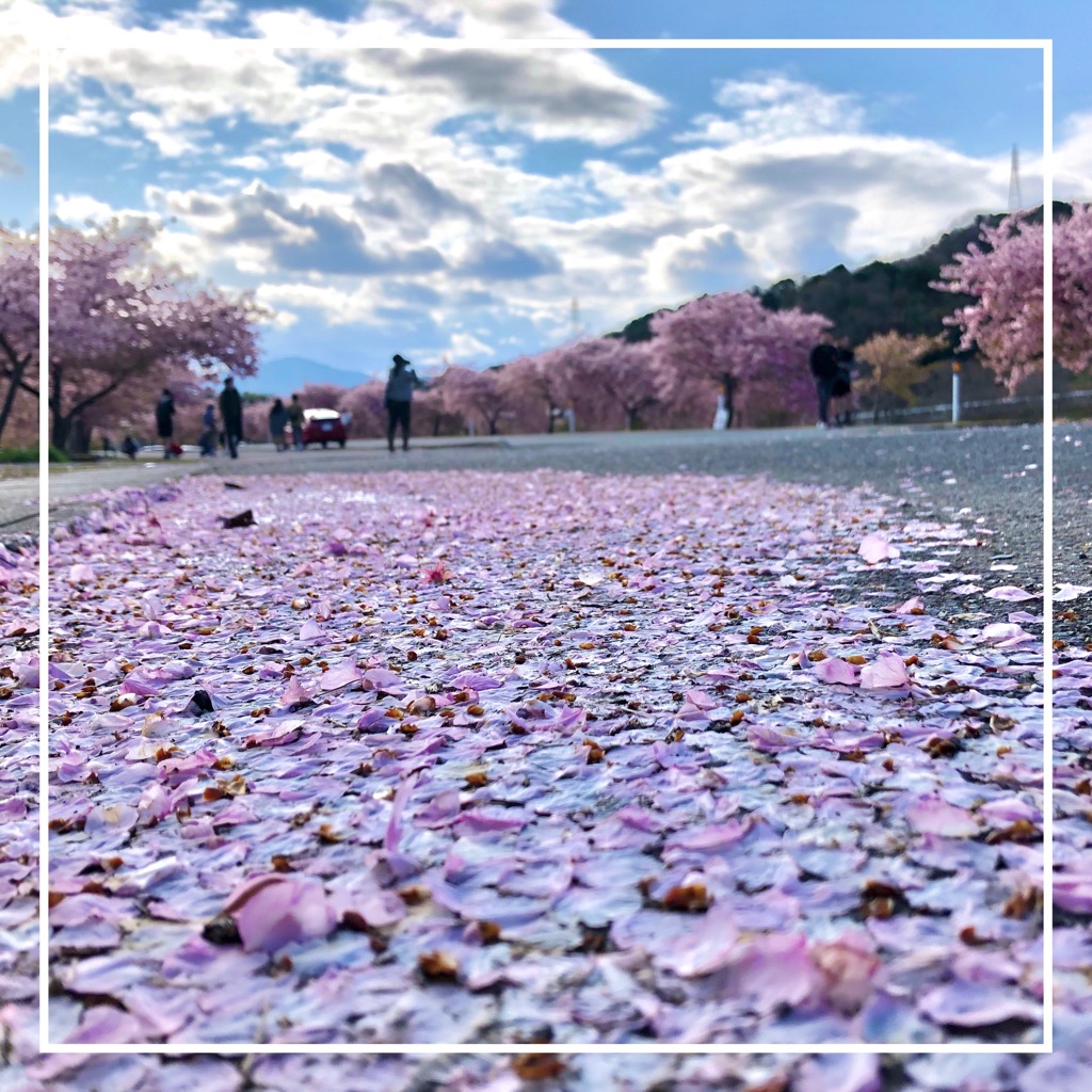 第7回湊川河津桜まつり
