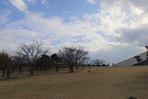 とらまる公園北側の桜の木々の写真