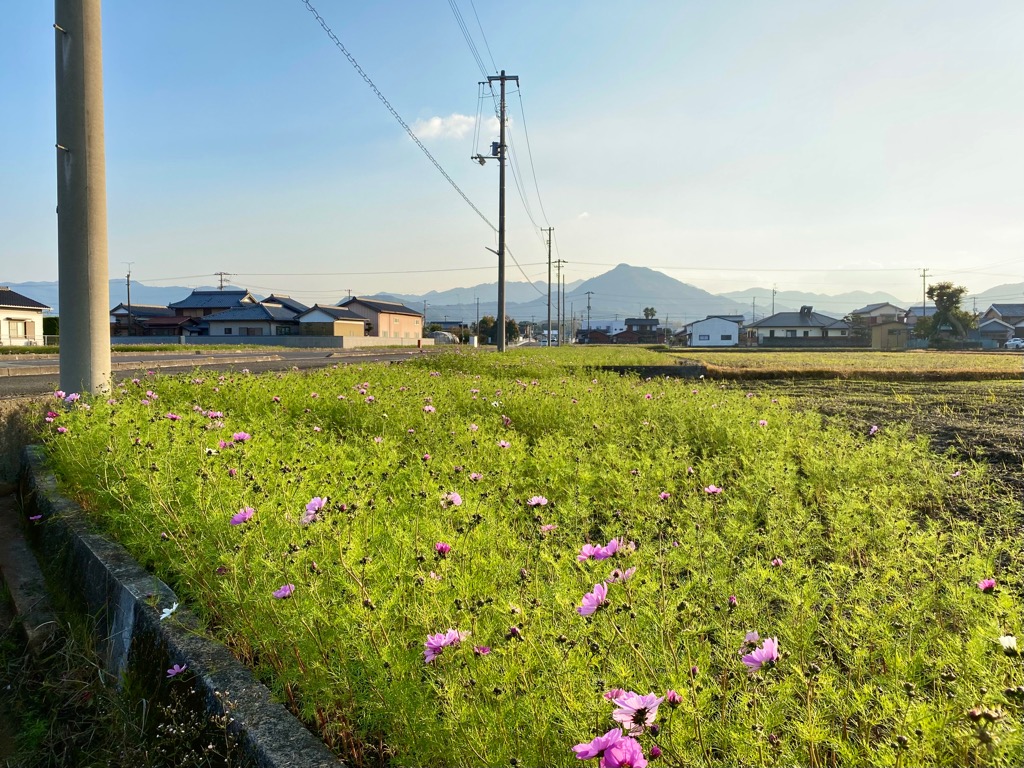 ちらほら咲き始めている西村のコスモスの写真