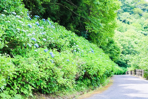 遊歩道沿いにちらほら咲き始めているアジサイの写真