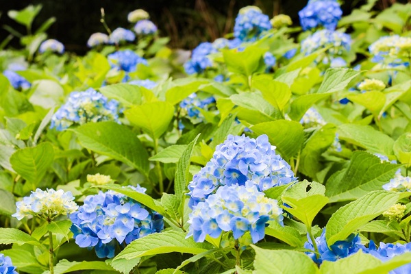 薄青色の花が咲いているアジサイの写真