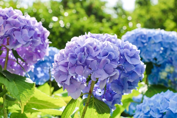 きれいな薄青色の花が満開のアジサイの写真