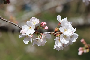 8分咲きの桜の写真