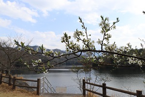 白いきれいな花を咲かしている桜の写真