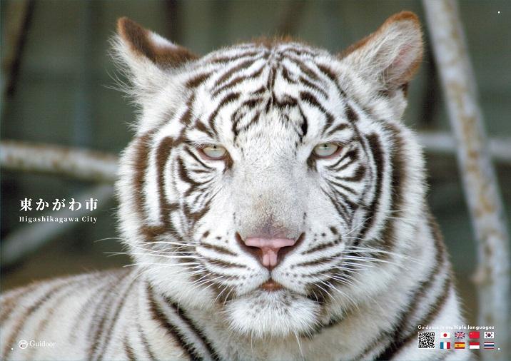 しろとり動物園のホワイトタイガーの写真