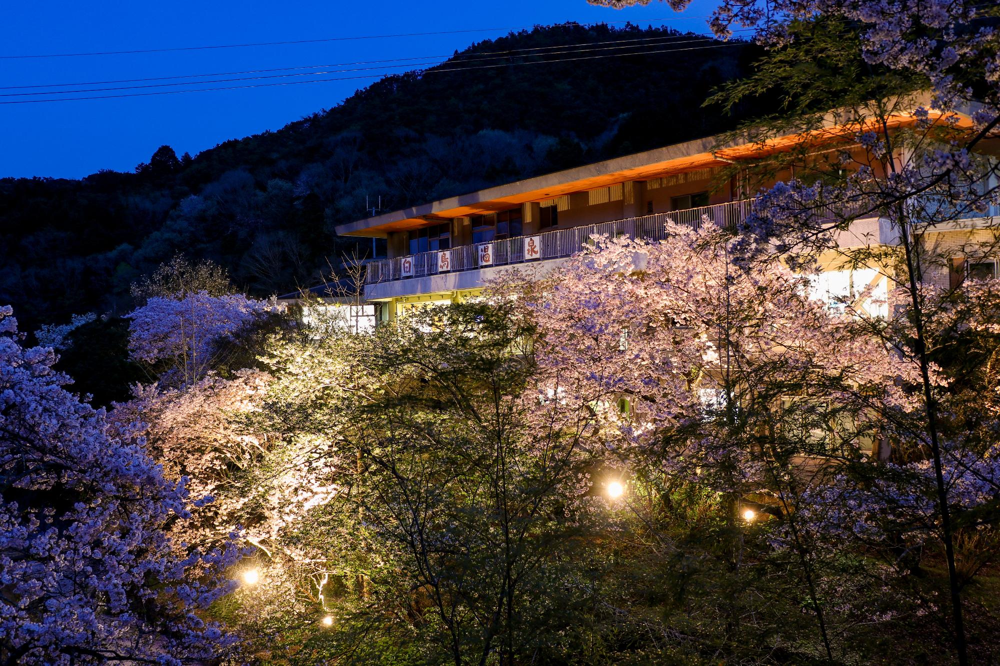 ライトアップされた桜と建物の外観写真